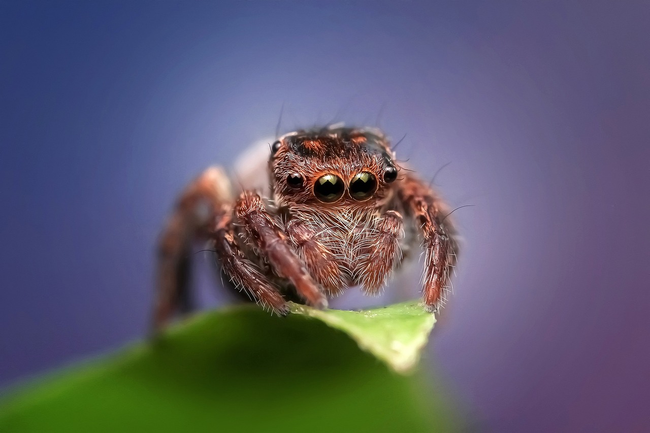 Dealing with Spiders and Insects: A Safety Guide